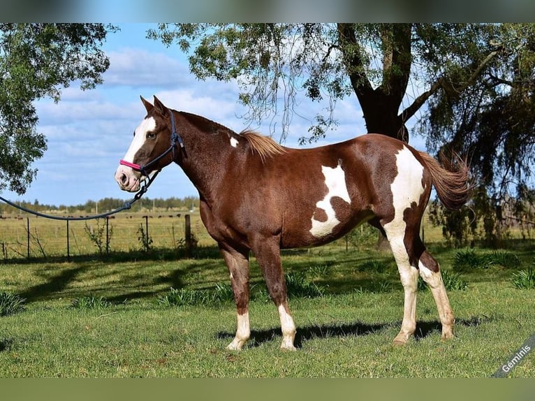 Criollo Mare 10 years 15,2 hh in Tavernola