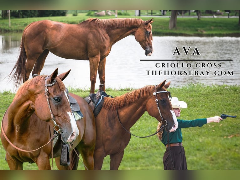 Criollo Mare 11 years 15,1 hh Chestnut in Manhattan, IL