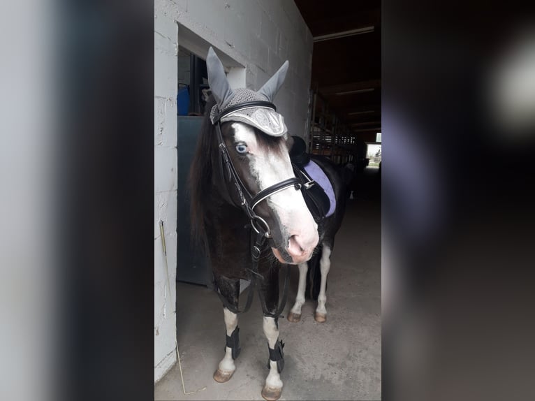 Criollo Mix Mare 12 years 13.2 hh Black in Graben-Neudorf