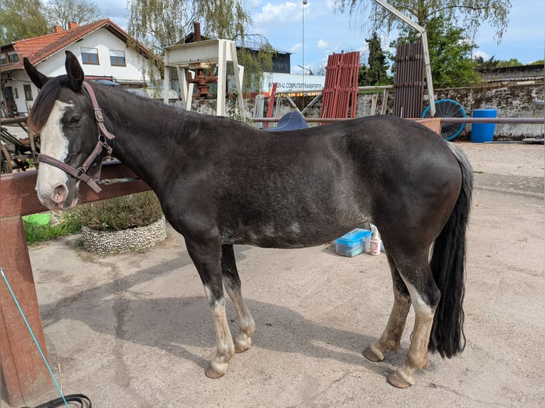 Criollo Mix Mare 12 years 13.2 hh Black in Graben-Neudorf