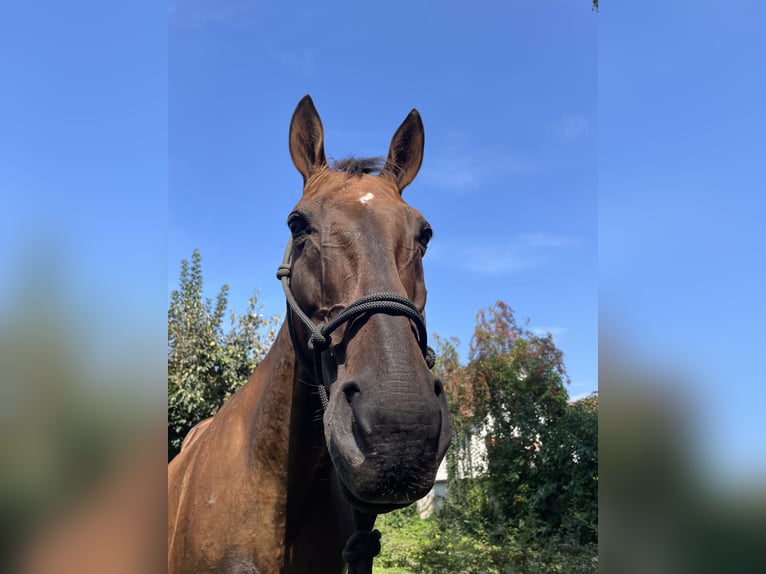 Criollo Mare 12 years 14,2 hh Brown in Straubing