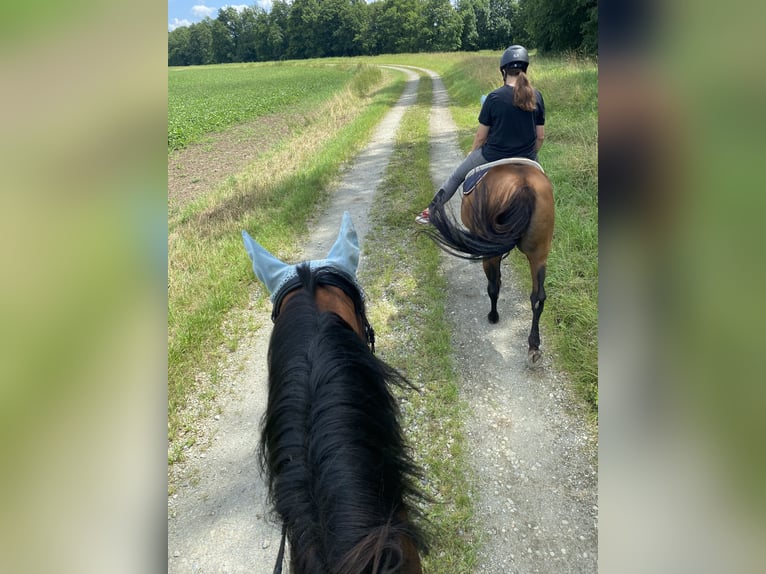 Criollo Mare 12 years 14,2 hh Brown in Straubing