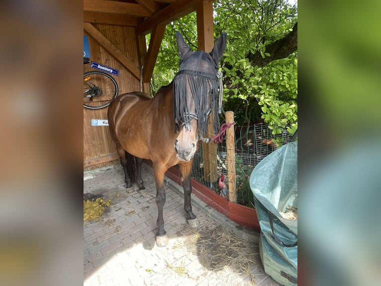 Criollo Mare 12 years 14,2 hh Brown in Straubing