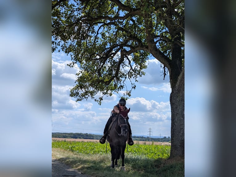 Criollo Mare 12 years 14,1 hh Grullo in H&#xFC;ffenhardt