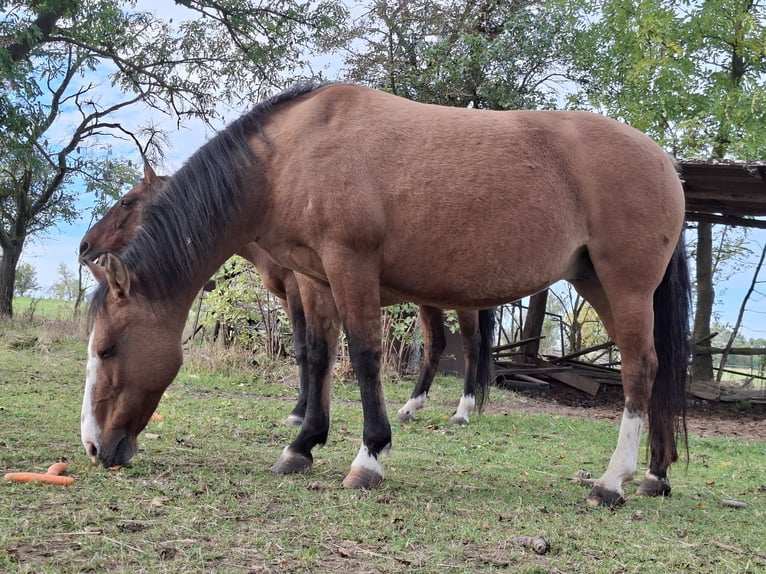 Criollo Mare 13 years 14.1 hh Dun in Greußen