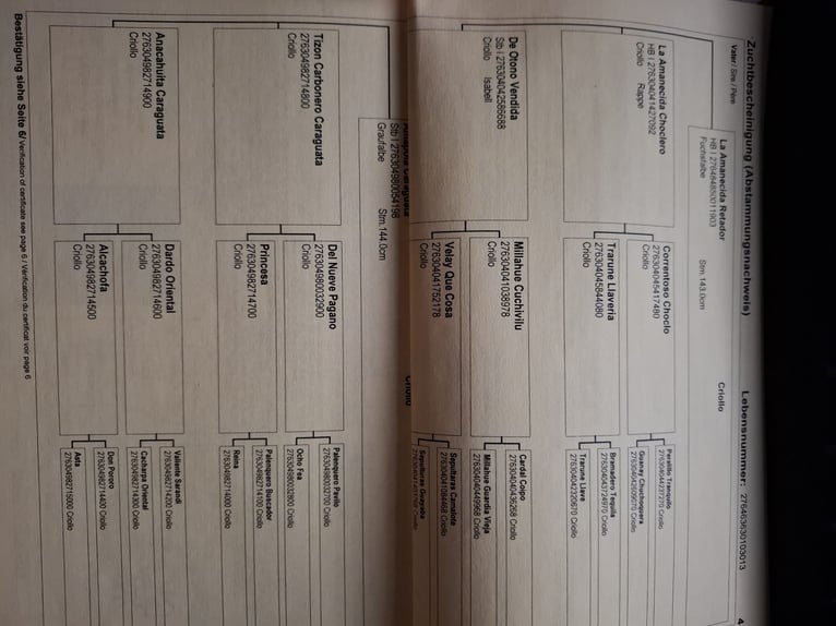 Criollo Mare 13 years 14.1 hh Dun in Greußen