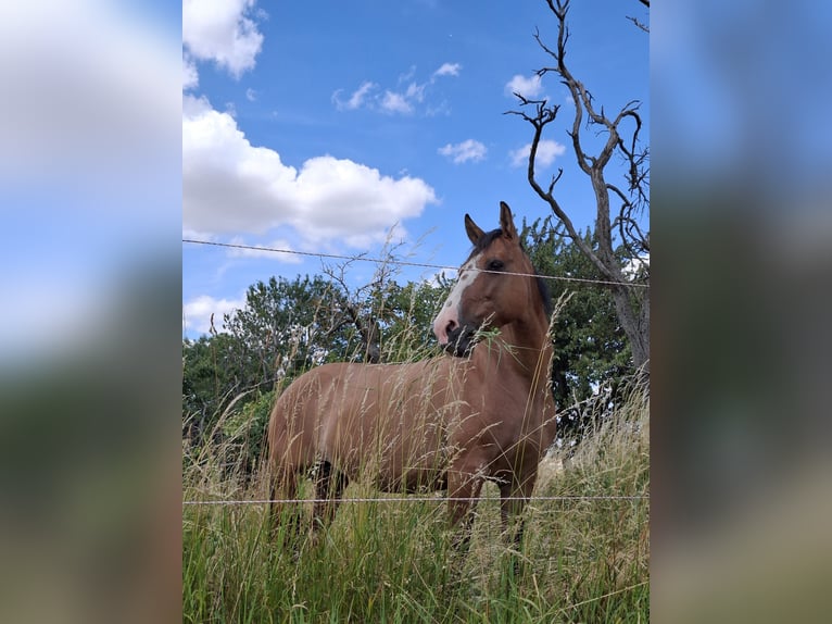 Criollo Mare 13 years 14.1 hh Dun in Greußen