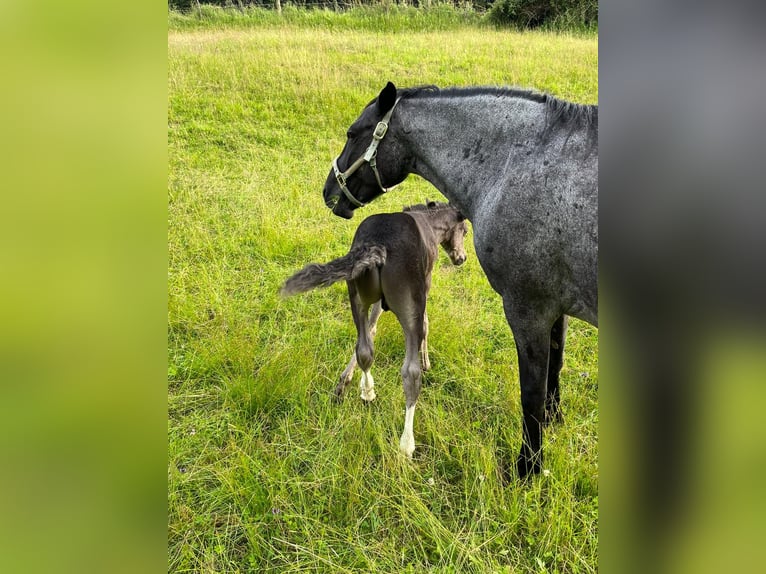 Criollo Mare 14 years 14,1 hh Roan-Blue in Sommerkahl