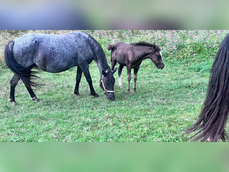 Criollo Mare 14 years 14,1 hh Roan-Blue in Sommerkahl