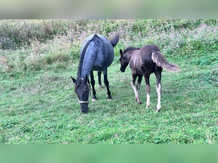 Criollo Mare 14 years 14,1 hh Roan-Blue in Sommerkahl