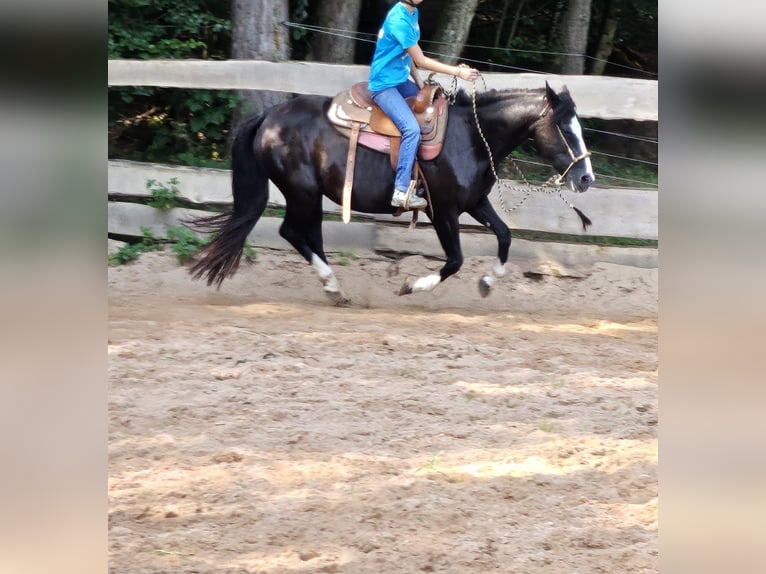 Criollo Mare 16 years 14,2 hh Black in Sommerkahl