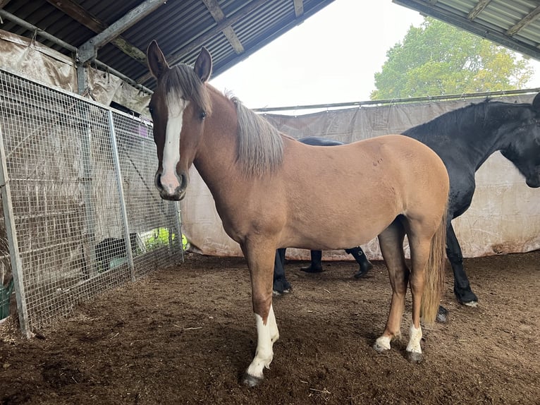 Criollo Mare 1 year 13,3 hh Red Dun in Mengen