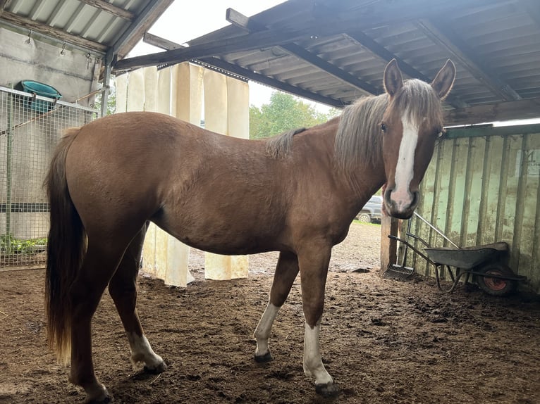 Criollo Mare 1 year 13,3 hh Red Dun in Mengen