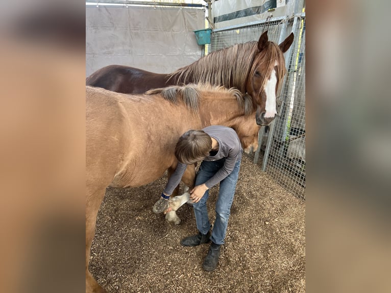 Criollo Mare 1 year 13,3 hh Red Dun in Mengen