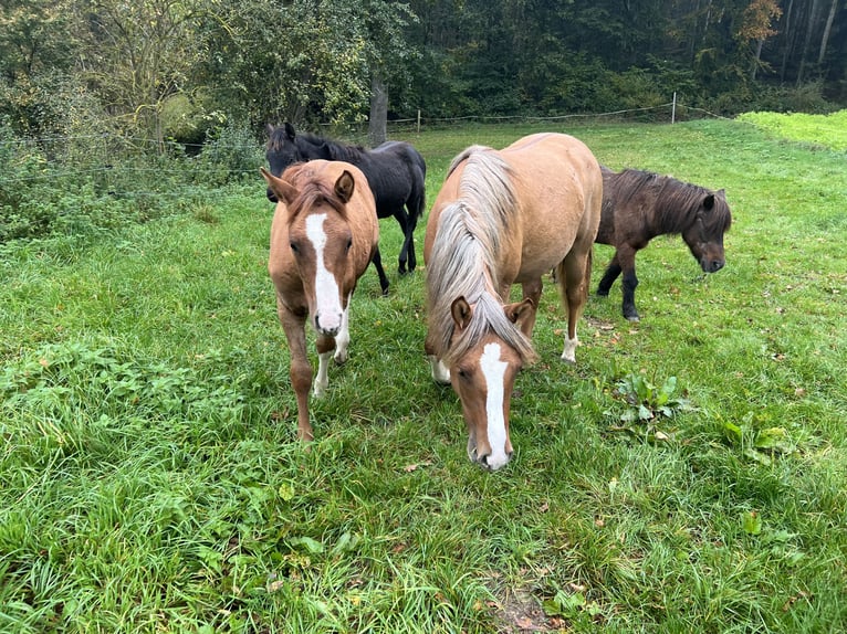 Criollo Mare 1 year 13,3 hh Red Dun in Mengen