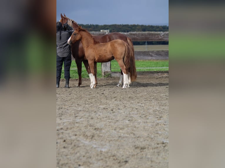 Criollo Mare 1 year 13,3 hh Red Dun in Mengen