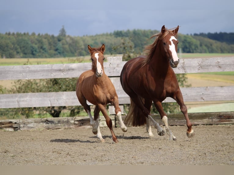 Criollo Mare 1 year 13,3 hh Red Dun in Mengen