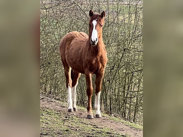 Criollo Mare 1 year 13,3 hh Red Dun in Mengen