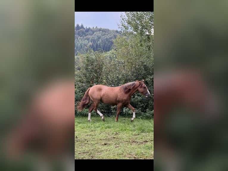Criollo Mare 1 year 13,3 hh Red Dun in Habsthal