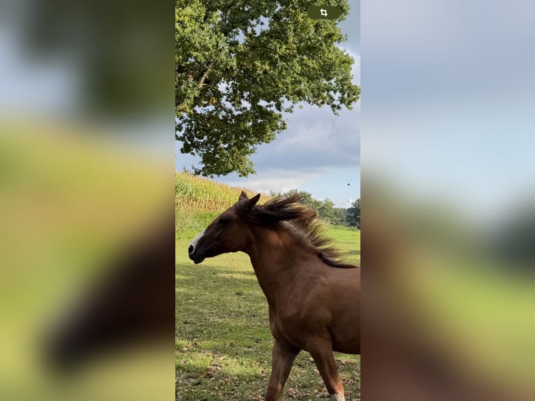 Criollo Mare 1 year 13,3 hh Red Dun in Habsthal