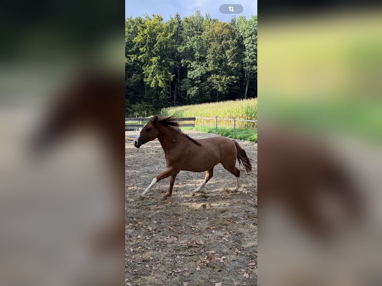 Criollo Mare 1 year 13,3 hh Red Dun in Habsthal
