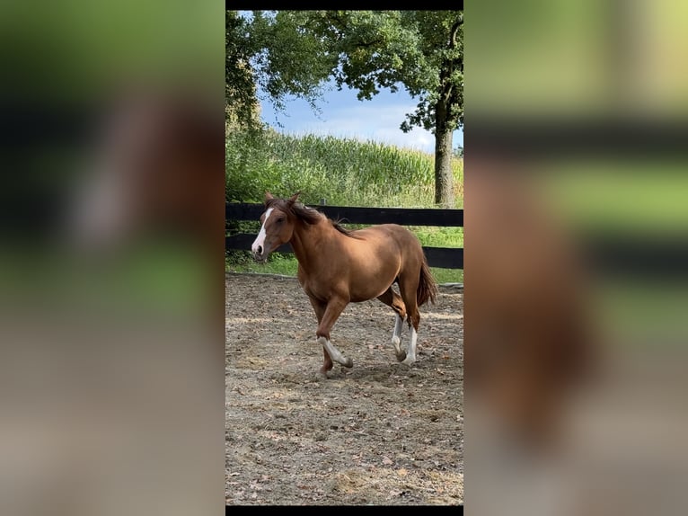 Criollo Mare 1 year 13,3 hh Red Dun in Habsthal