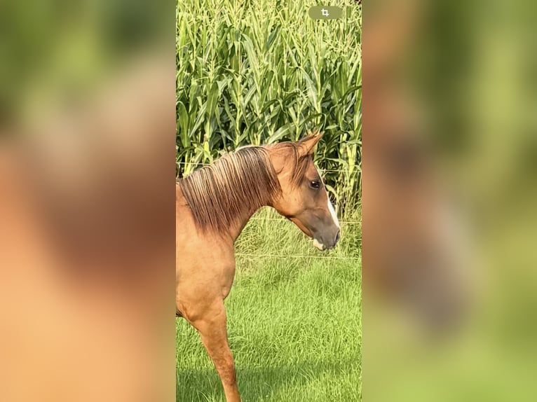Criollo Mare 1 year 13,3 hh Red Dun in Habsthal