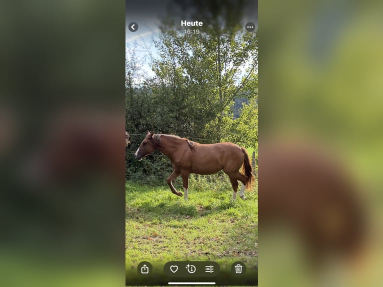 Criollo Mare 1 year 13,3 hh Red Dun in Habsthal