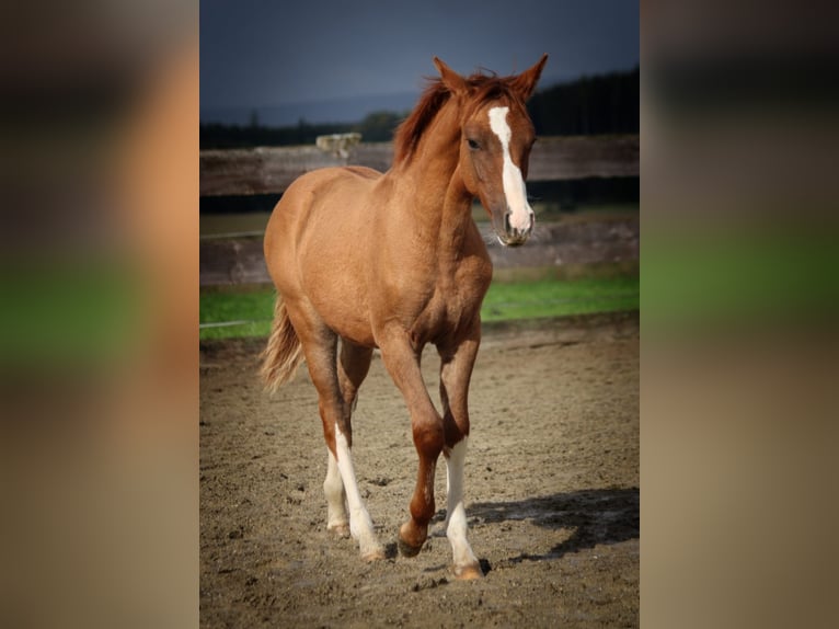 Criollo Mare 1 year 13,3 hh Red Dun in Habsthal
