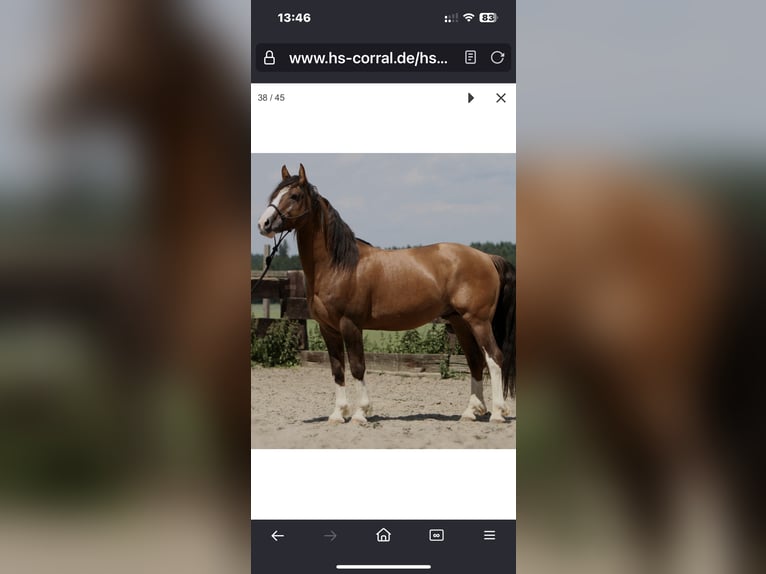 Criollo Mare 1 year 13,3 hh Red Dun in Mengen