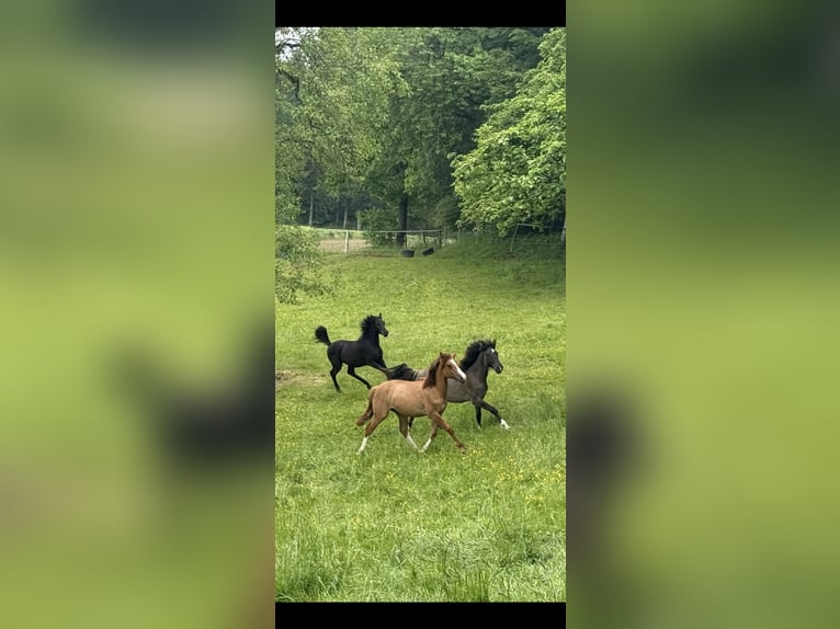 Criollo Mare 1 year 13,3 hh Red Dun in Mengen