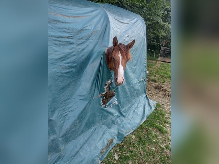 Criollo Mare 1 year 13,3 hh Red Dun in Mengen