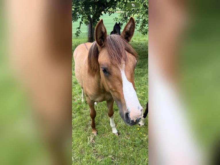 Criollo Mare 1 year 13,3 hh Red Dun in Mengen