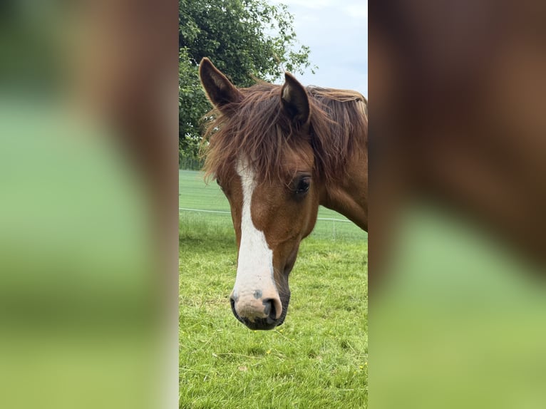Criollo Mare 1 year 13,3 hh Red Dun in Mengen