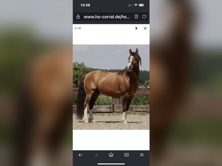 Criollo Mare 1 year 13,3 hh Red Dun in Mengen