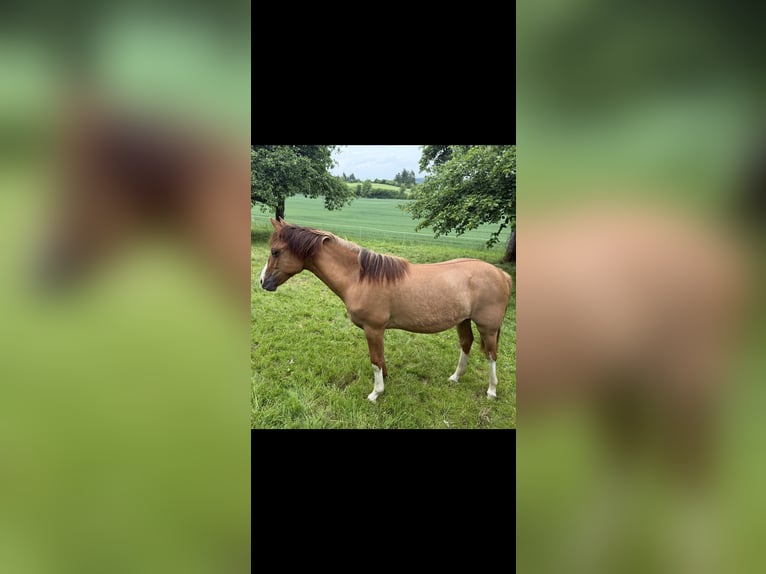 Criollo Mare 1 year 13,3 hh Red Dun in Mengen