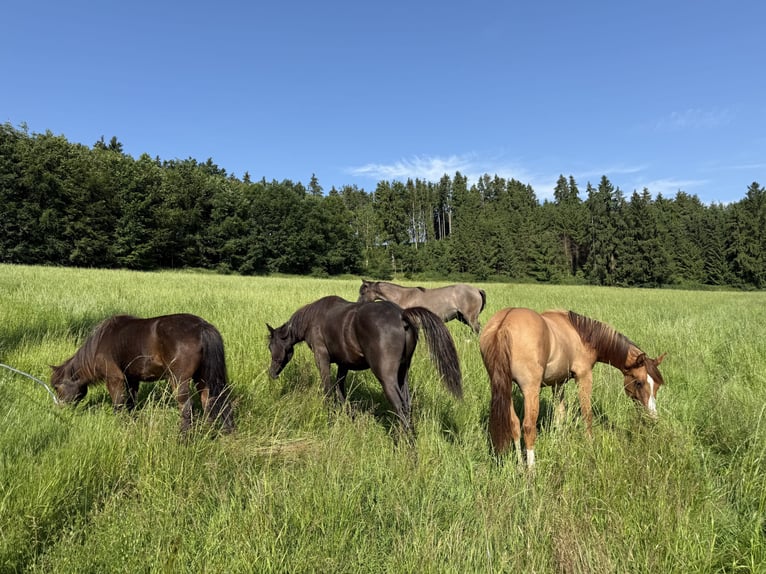 Criollo Mare 1 year 13,3 hh Red Dun in Mengen