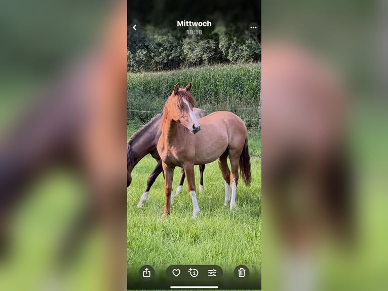 Criollo Mare 1 year 13,3 hh Red Dun in Mengen