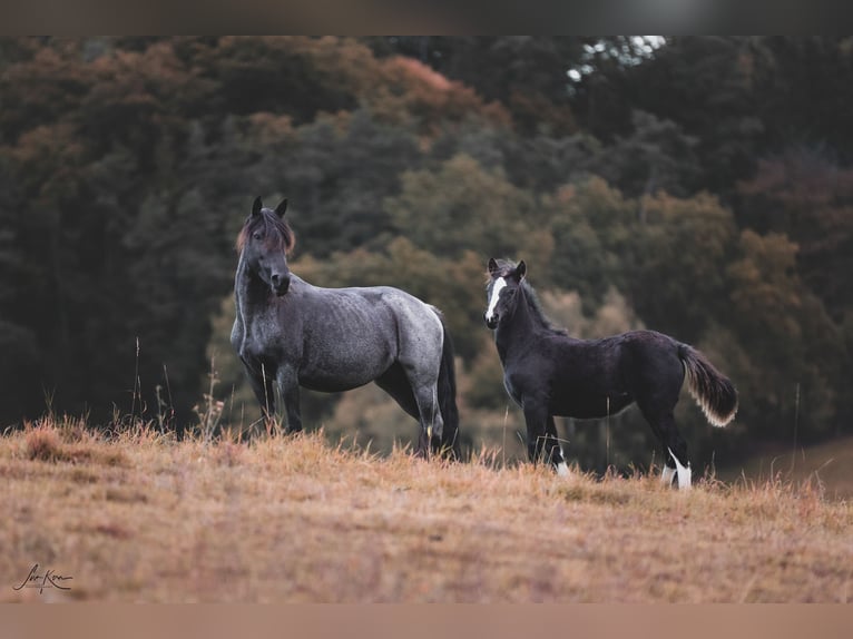 Criollo Mare 1 year 14.1 hh Black in Heimbuchenthal