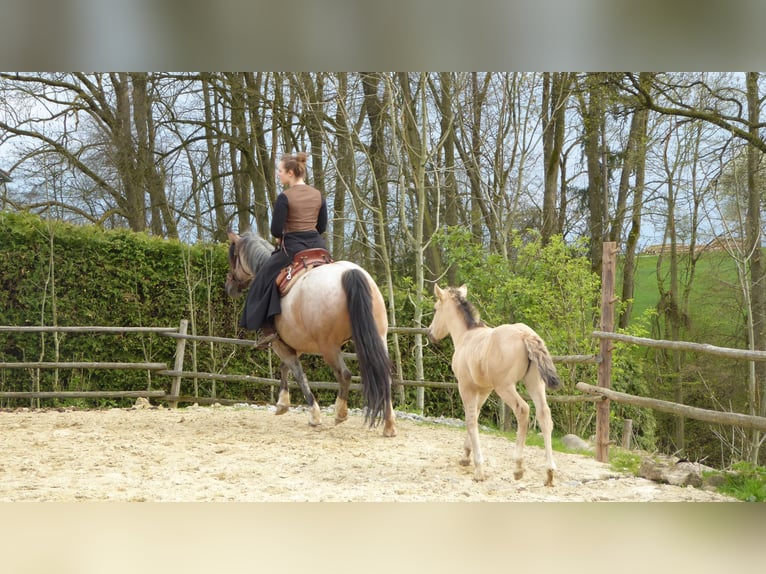 Criollo Mare 1 year 14 hh in Ried i.d.Rdmk