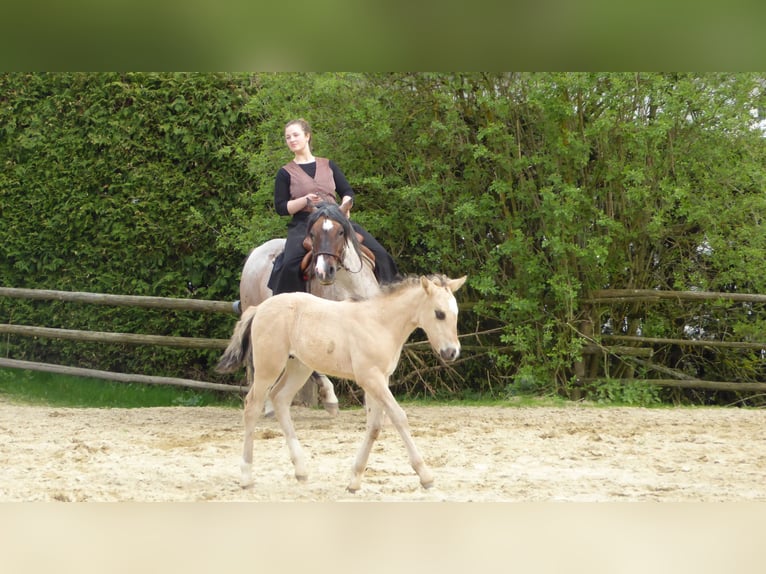 Criollo Mare 1 year 14 hh in Ried i.d.Rdmk