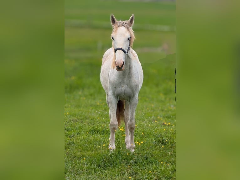 Criollo Mix Mare 1 year 14 hh Roan-Red in Bad Schussenried