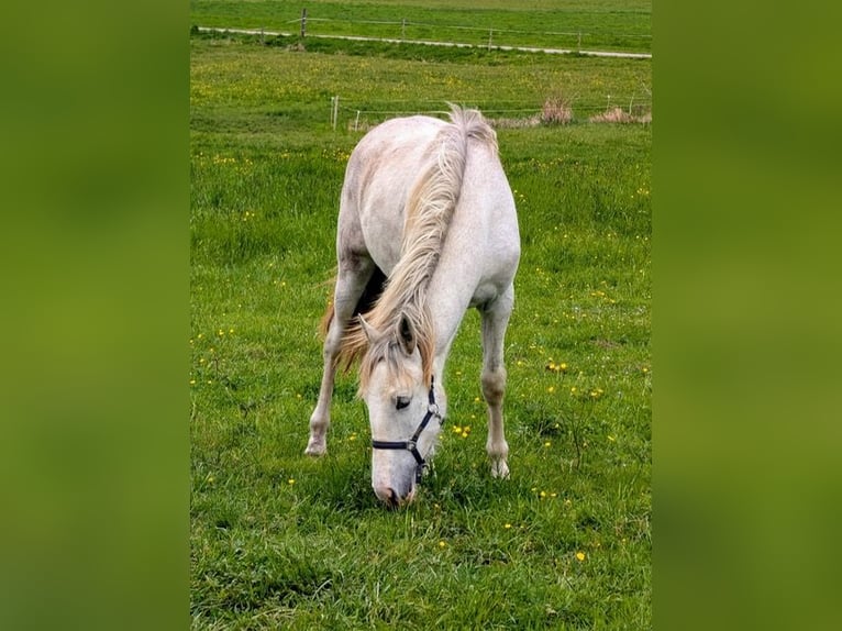 Criollo Mix Mare 1 year 14 hh Roan-Red in Bad Schussenried