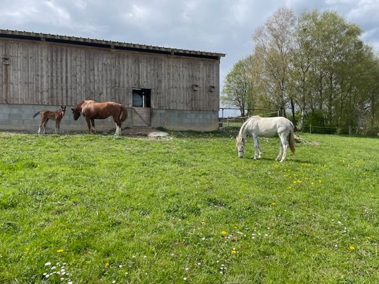 Criollo Mix Mare 1 year 14 hh Roan-Red in Bad Schussenried
