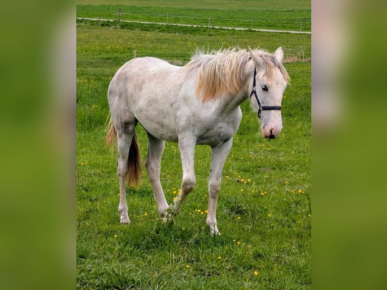 Criollo Mix Mare 1 year 14 hh Roan-Red in Bad Schussenried