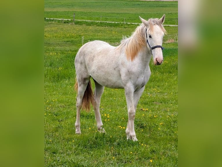 Criollo Mix Mare 1 year 14 hh Roan-Red in Bad Schussenried