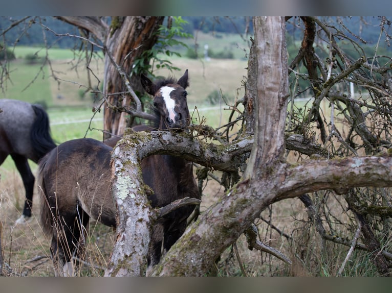 Criollo Mare 1 year 14,1 hh Black in Heimbuchenthal