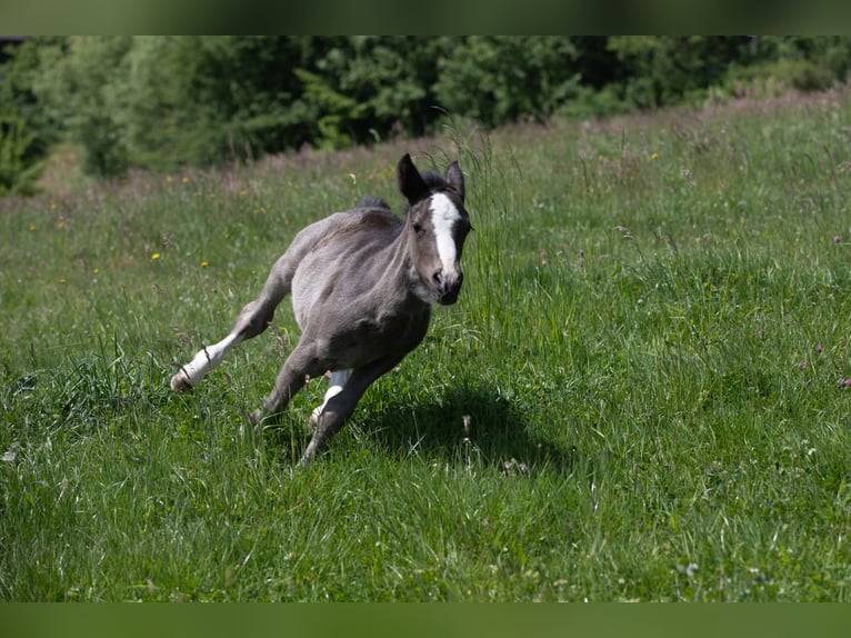 Criollo Mare 1 year 14,1 hh Black in Heimbuchenthal