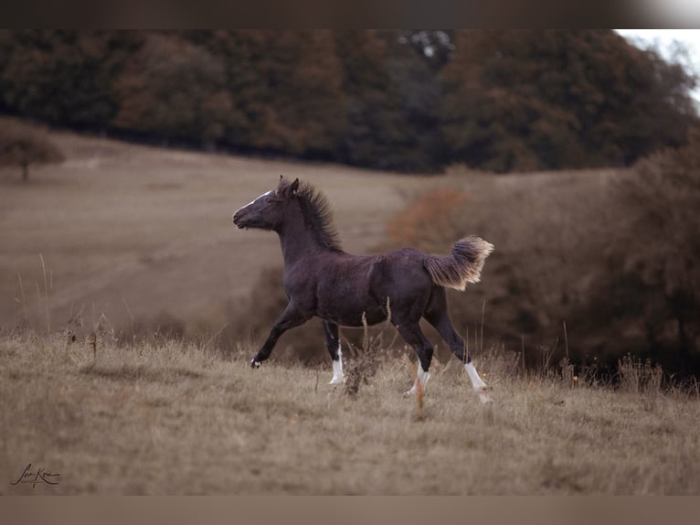 Criollo Mare 1 year 14,1 hh Black in Heimbuchenthal