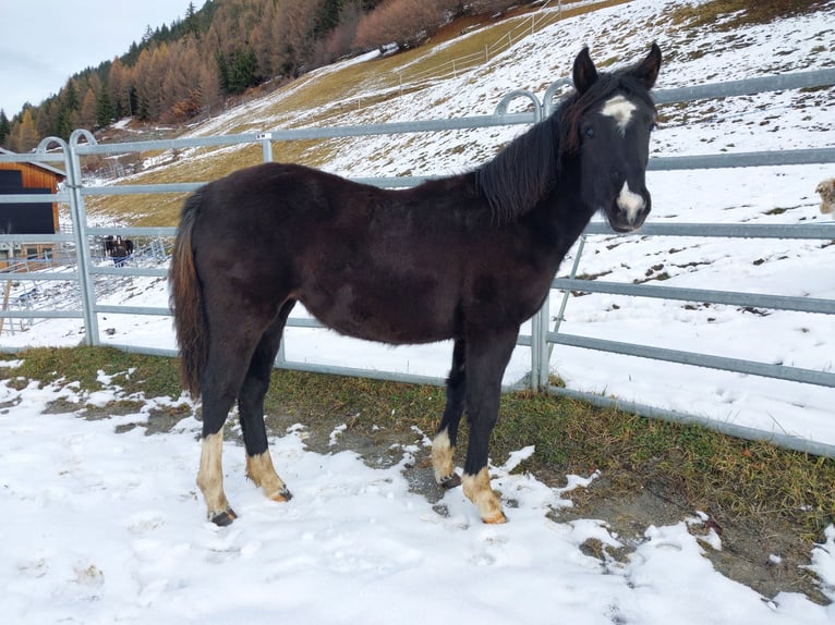 Criollo Mix Mare 1 year Black in Tinizong